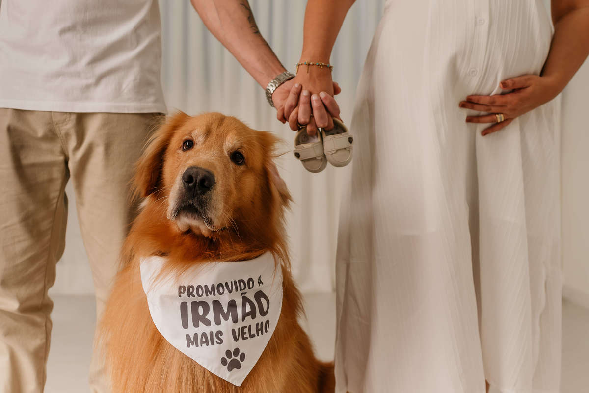 Ensaio Gestante com Pet: Matteo e a Espera pela Chegada do Davi - Rio de janeiro - golden retriever - Barra da Tijuca  - estudio pet