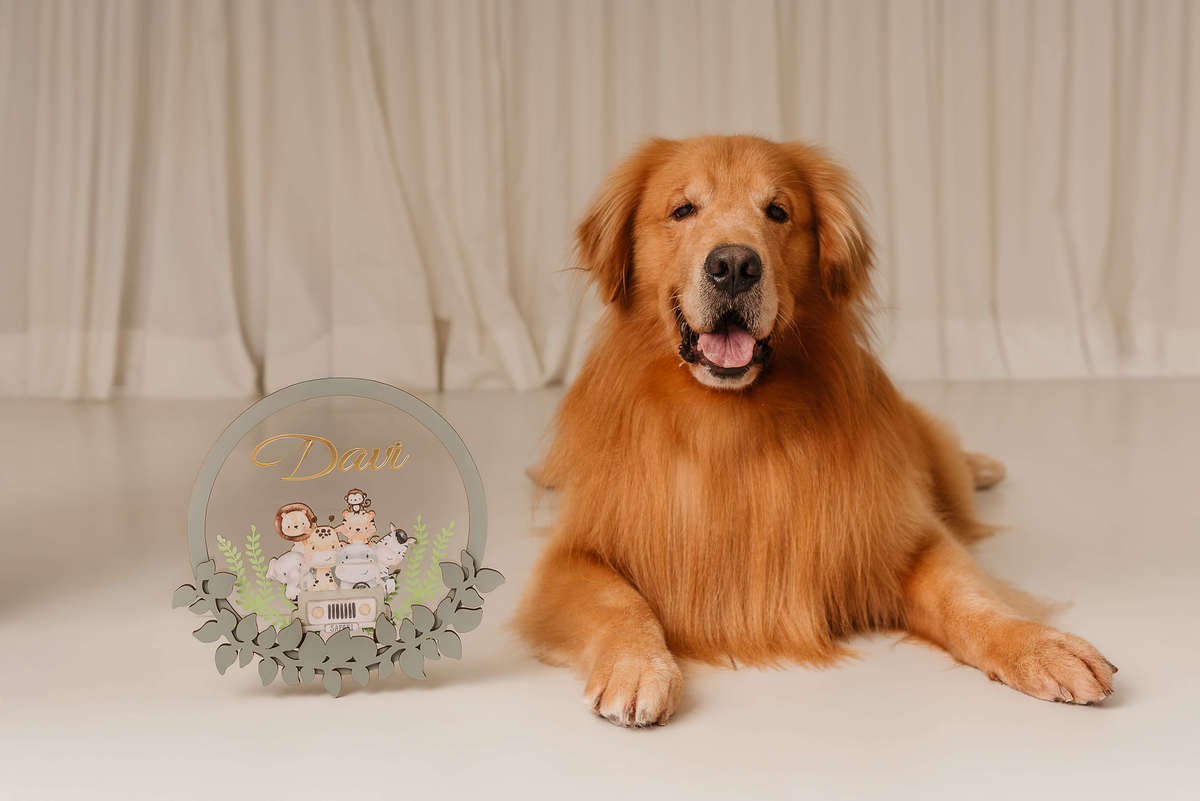 Ensaio Gestante com Pet: Matteo e a Espera pela Chegada do Davi - Rio de janeiro - golden retriever - Barra da Tijuca  - estudio pet