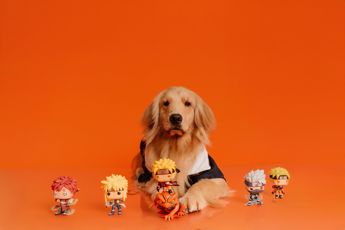 ensaio-cake-smash-oliver-golden-retriever-naruto-rio-de-janeiro