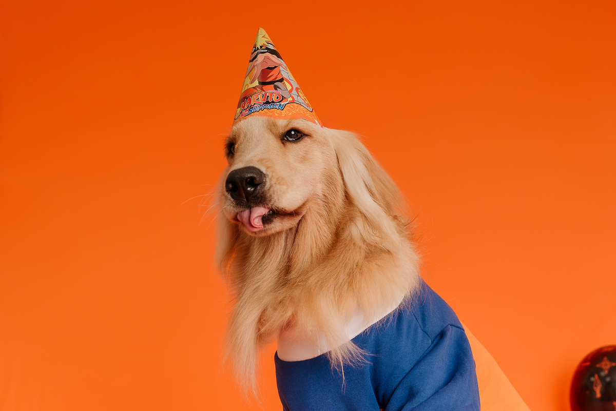 ensaio-cake-smash-oliver-golden-retriever-naruto-rio-de-janeiro