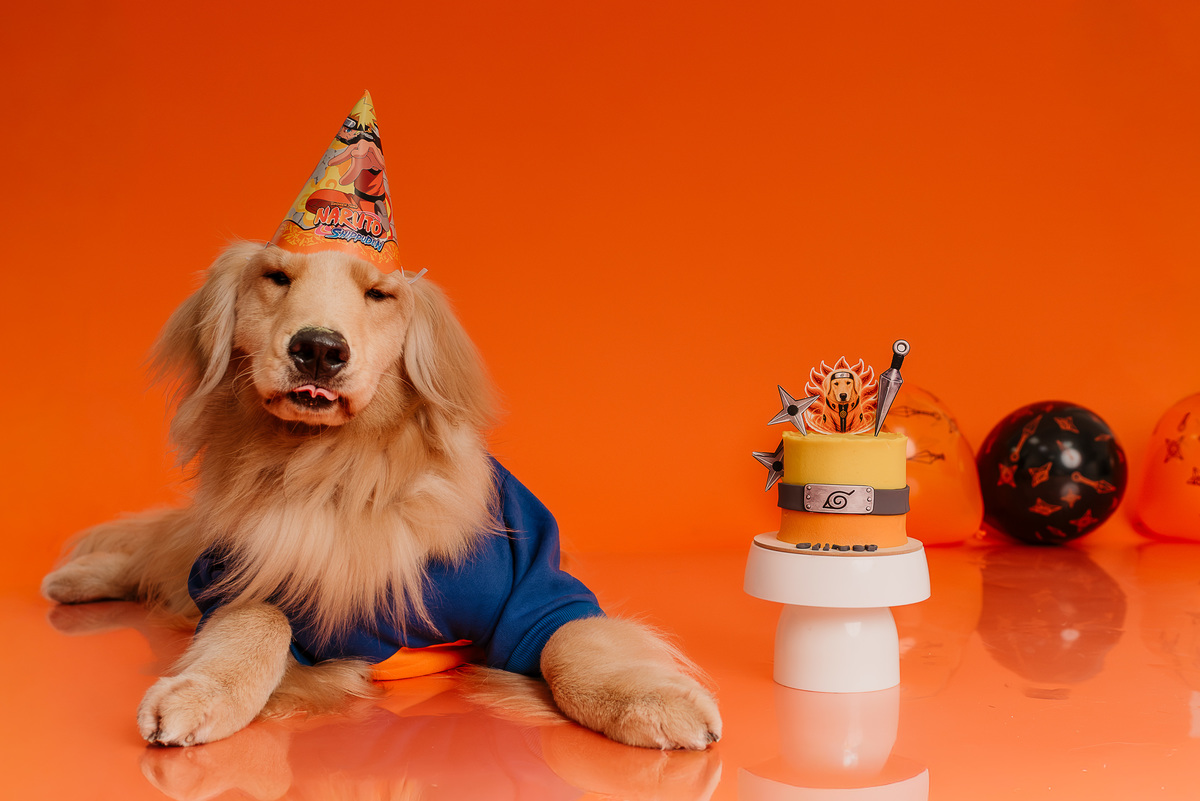 ensaio-cake-smash-oliver-golden-retriever-naruto-rio-de-janeiro