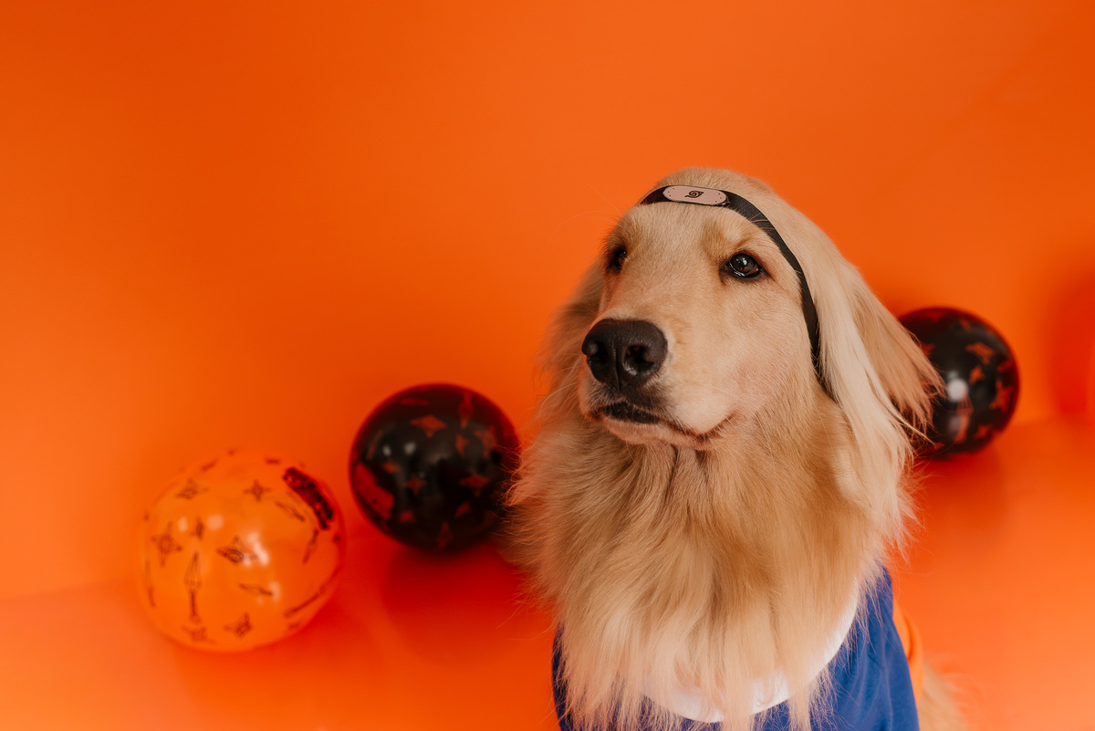 ensaio-cake-smash-oliver-golden-retriever-naruto-rio-de-janeiro