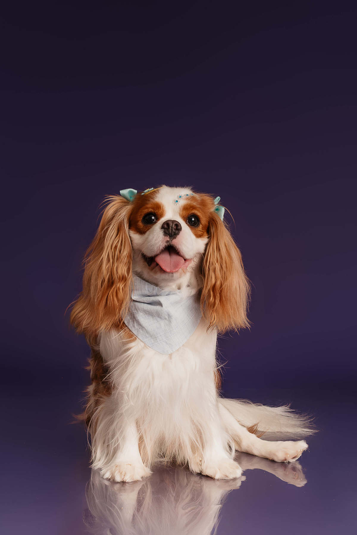 ensaio-pet-penny-cavalier-colors-roxo-rio-de-janeiro