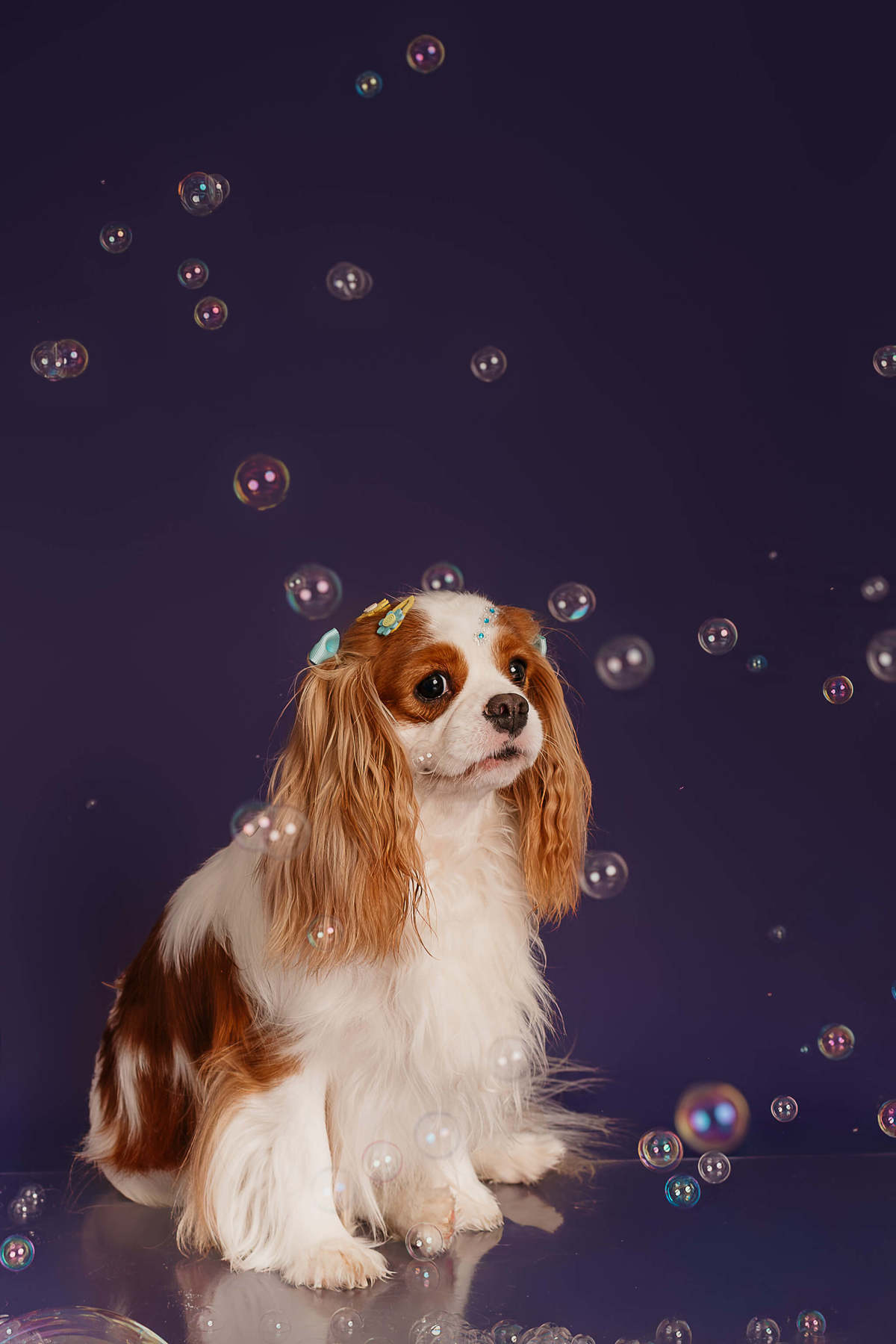 ensaio-pet-penny-cavalier-colors-roxo-rio-de-janeiro