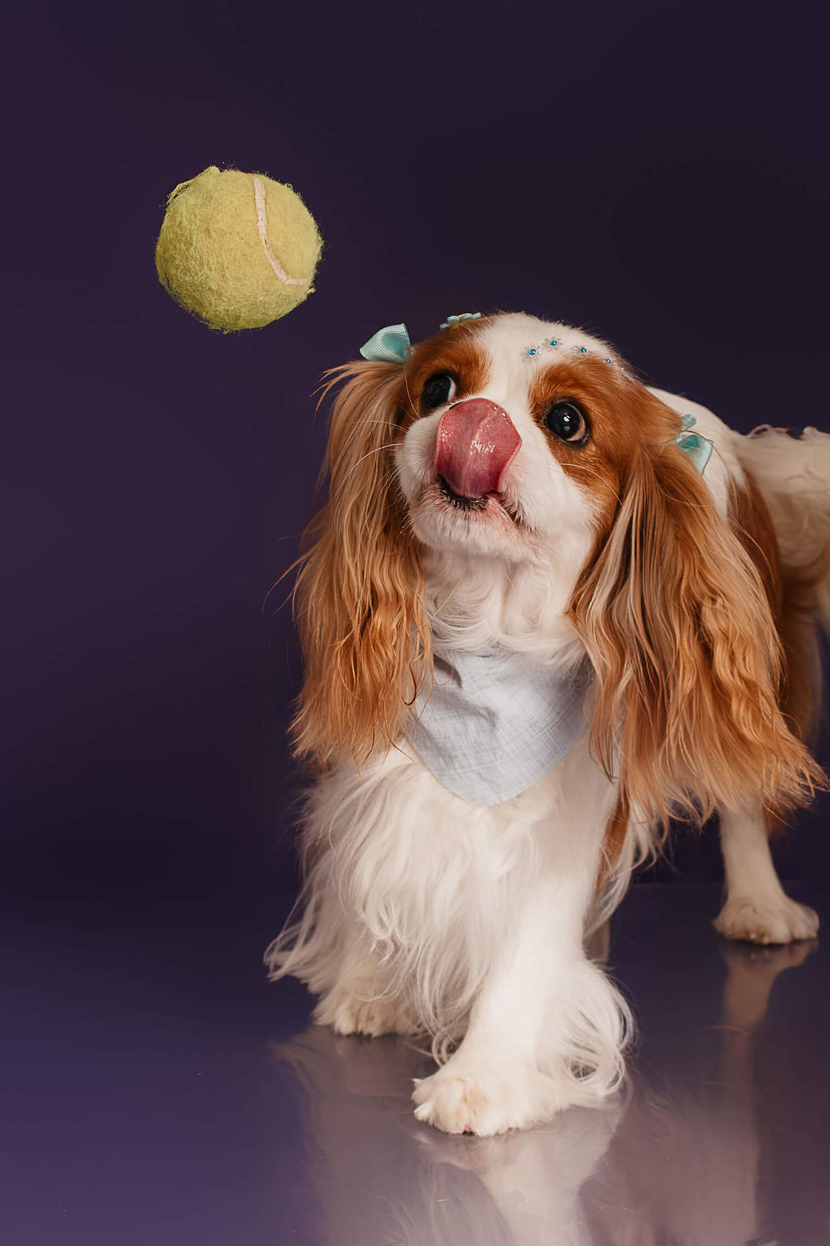 ensaio-pet-penny-cavalier-colors-roxo-rio-de-janeiro