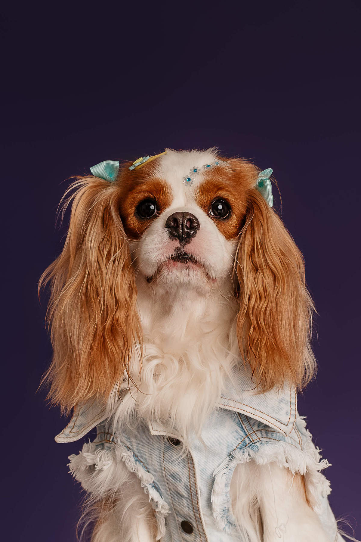 ensaio-pet-penny-cavalier-colors-roxo-rio-de-janeiro