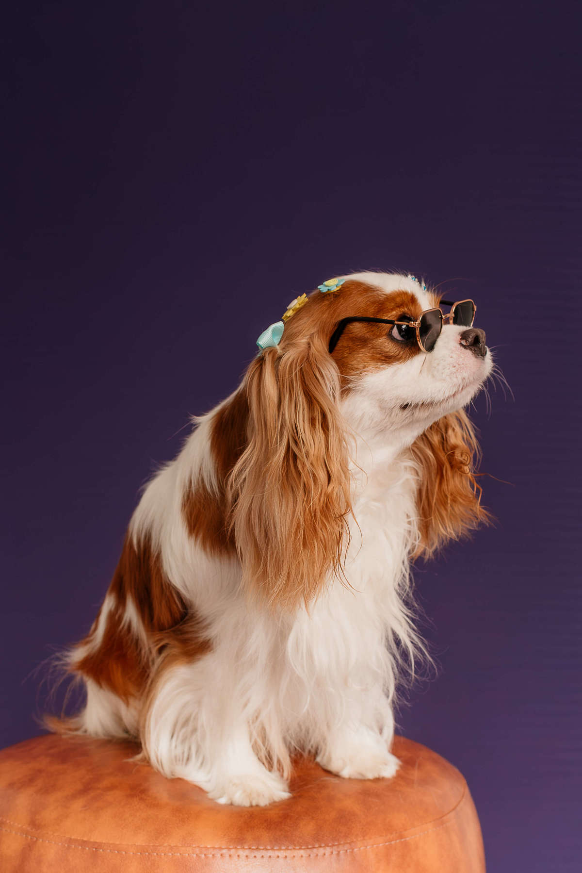 ensaio-pet-penny-cavalier-colors-roxo-rio-de-janeiro