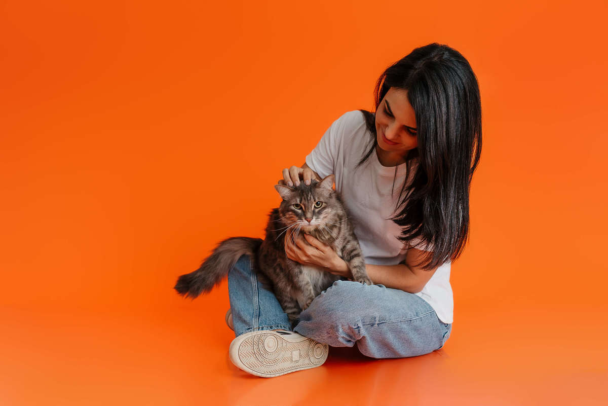 Shun, gato tigrado, durante ensaio fotográfico Colors com fundo laranja no Rio de Janeiro