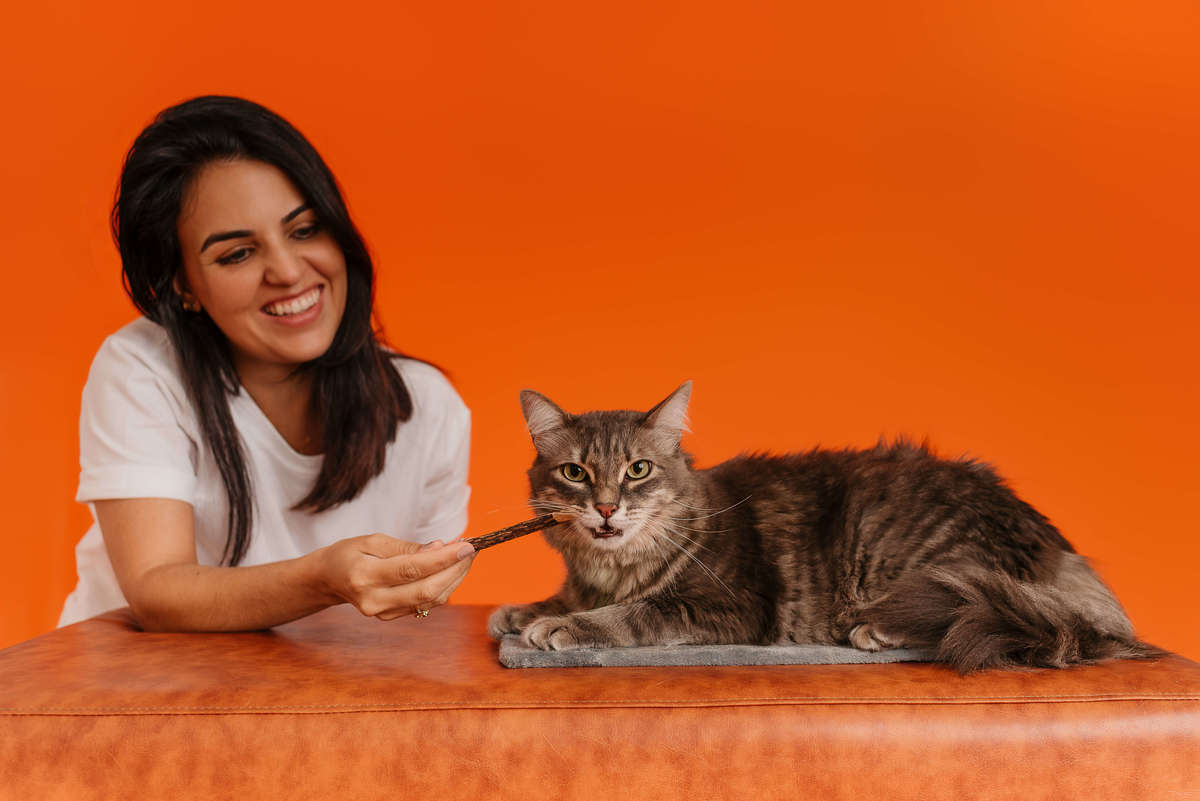 Shun, gato tigrado, durante ensaio fotográfico Colors com fundo laranja no Rio de Janeiro