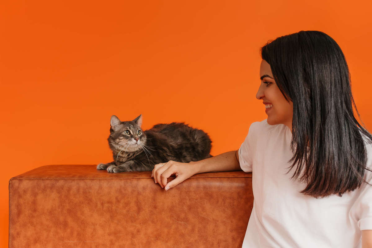 Shun, gato tigrado, durante ensaio fotográfico Colors com fundo laranja no Rio de Janeiro