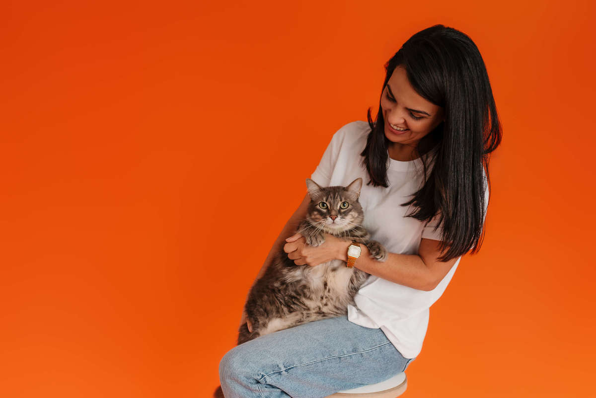 Shun, gato tigrado, durante ensaio fotográfico Colors com fundo laranja no Rio de Janeiro