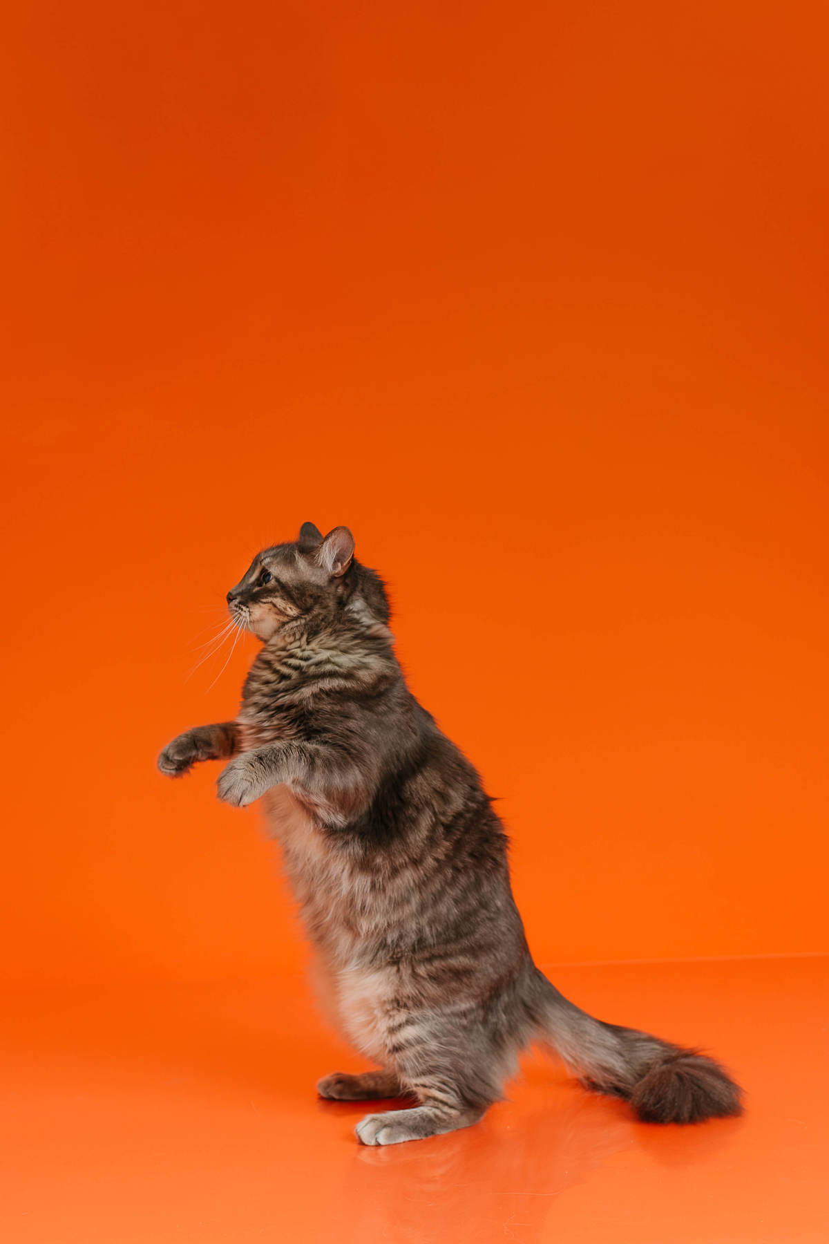 Shun, gato tigrado, durante ensaio fotográfico Colors com fundo laranja no Rio de Janeiro