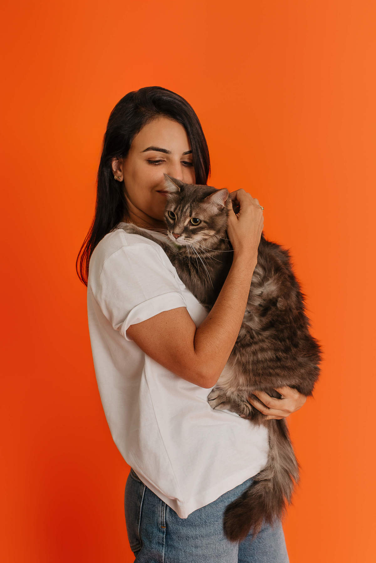 Shun, gato tigrado, durante ensaio fotográfico Colors com fundo laranja no Rio de Janeiro