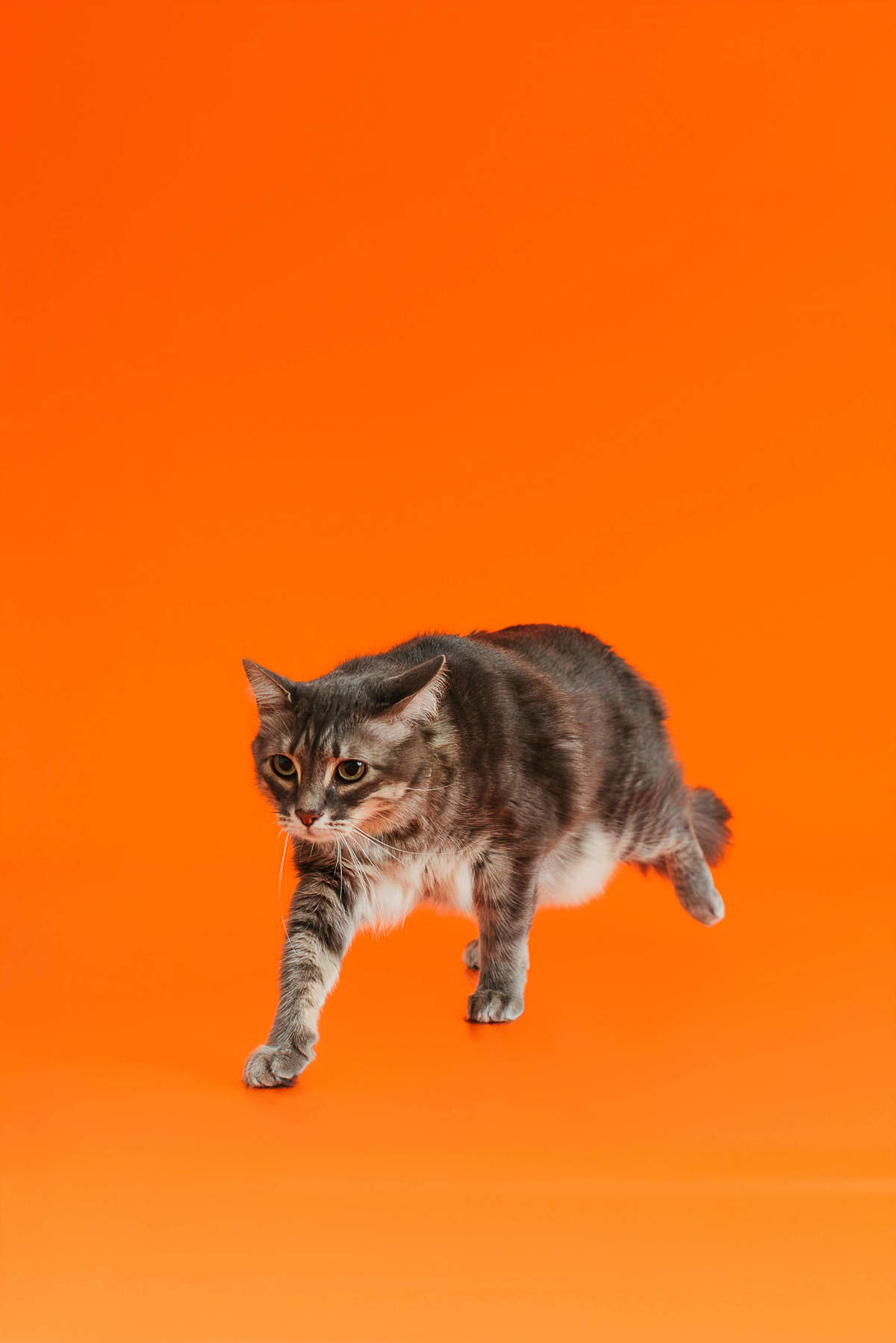 Shun, gato tigrado, durante ensaio fotográfico Colors com fundo laranja no Rio de Janeiro