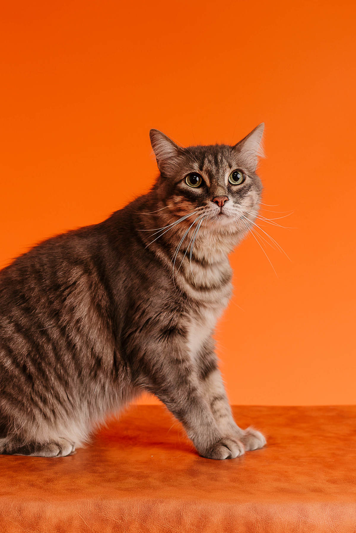 Shun, gato tigrado, durante ensaio fotográfico Colors com fundo laranja no Rio de Janeiro
