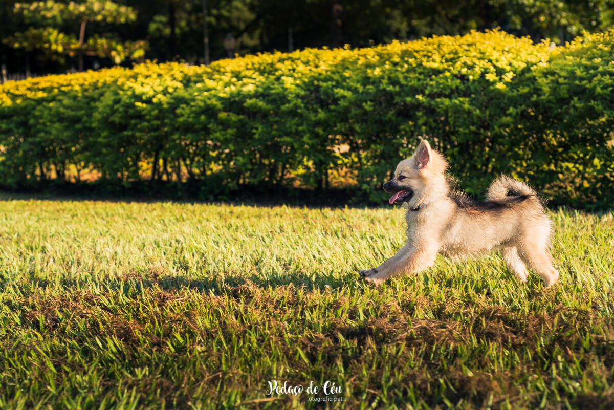 Ensaio Pet no parque Spitz Alemão