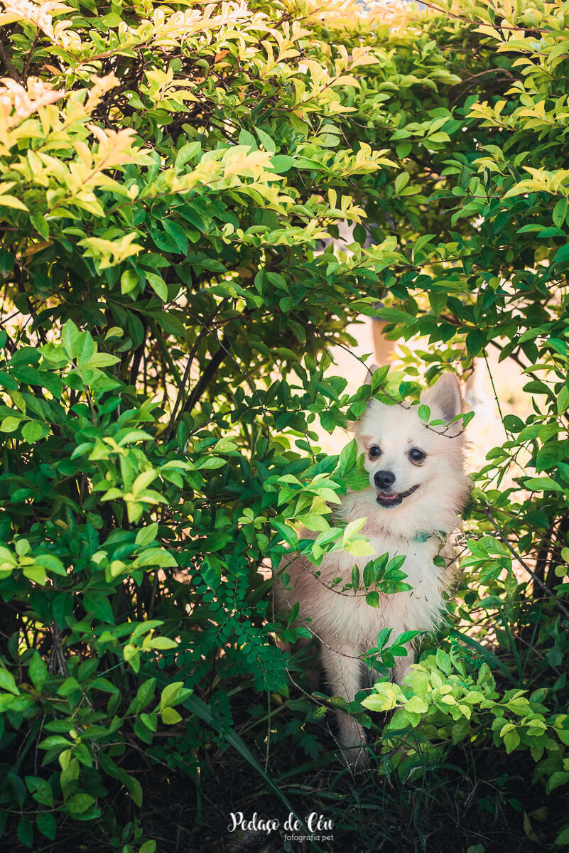 Ensaio Pet no parque Spitz Alemão