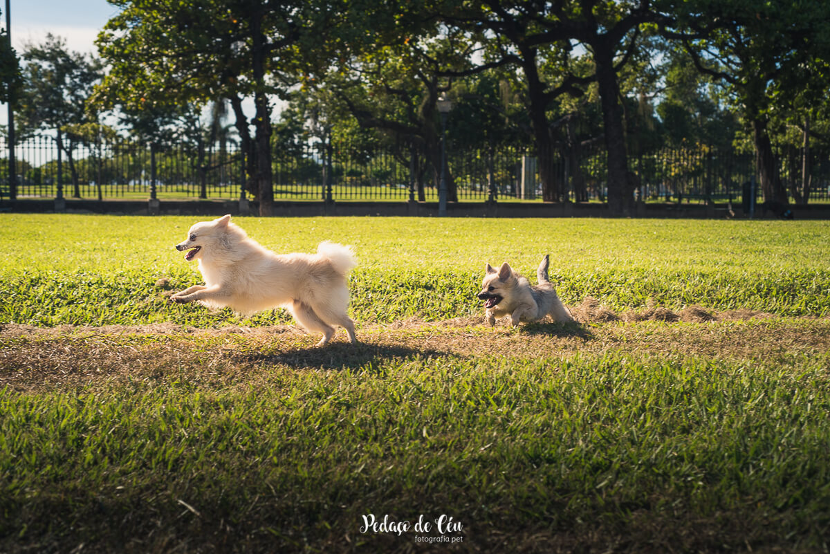 Ensaio Pet no parque Spitz Alemão