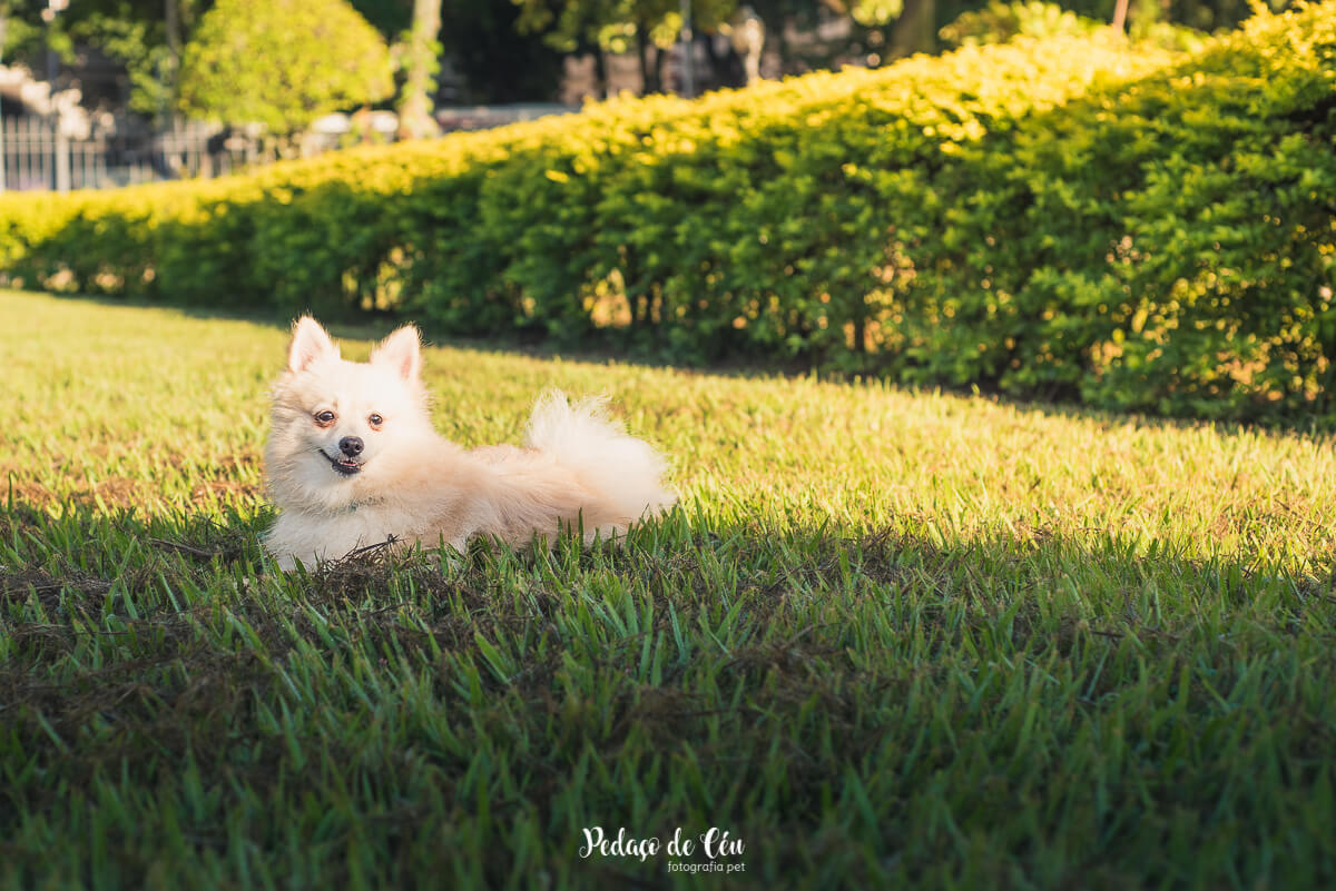 Ensaio Pet no parque Spitz Alemão