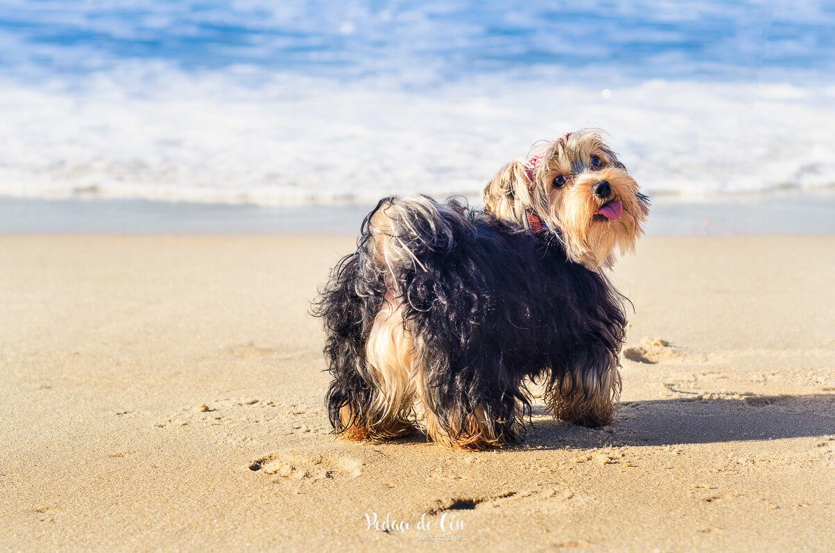 Ensaio Pet praia do Leblon Rio de Janeiro