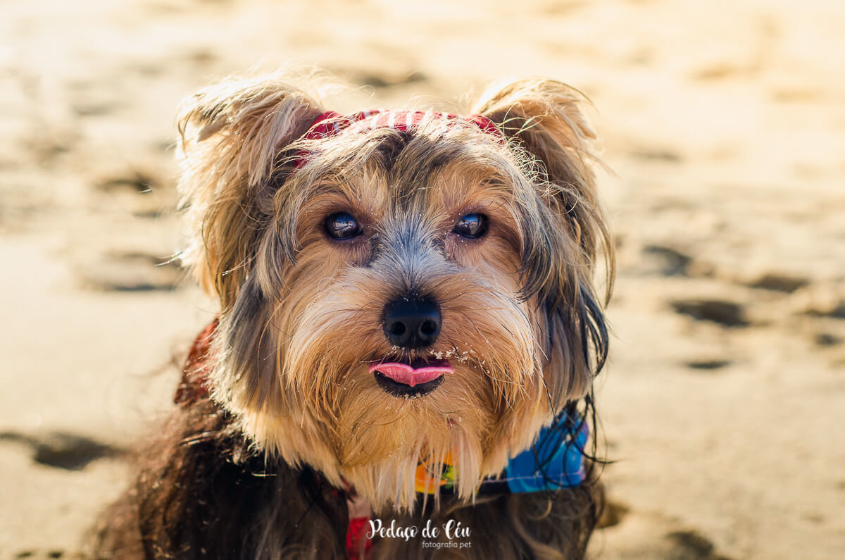 Ensaio Pet praia do Leblon Rio de Janeiro