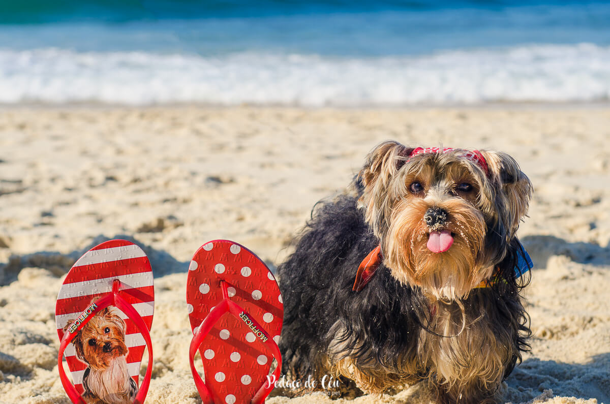 Ensaio Pet praia do Leblon Rio de Janeiro