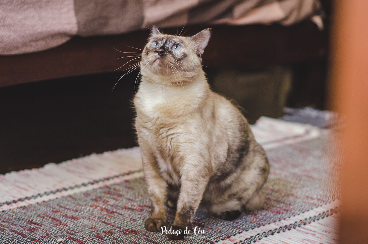 Ensaio pet em casa com gatos