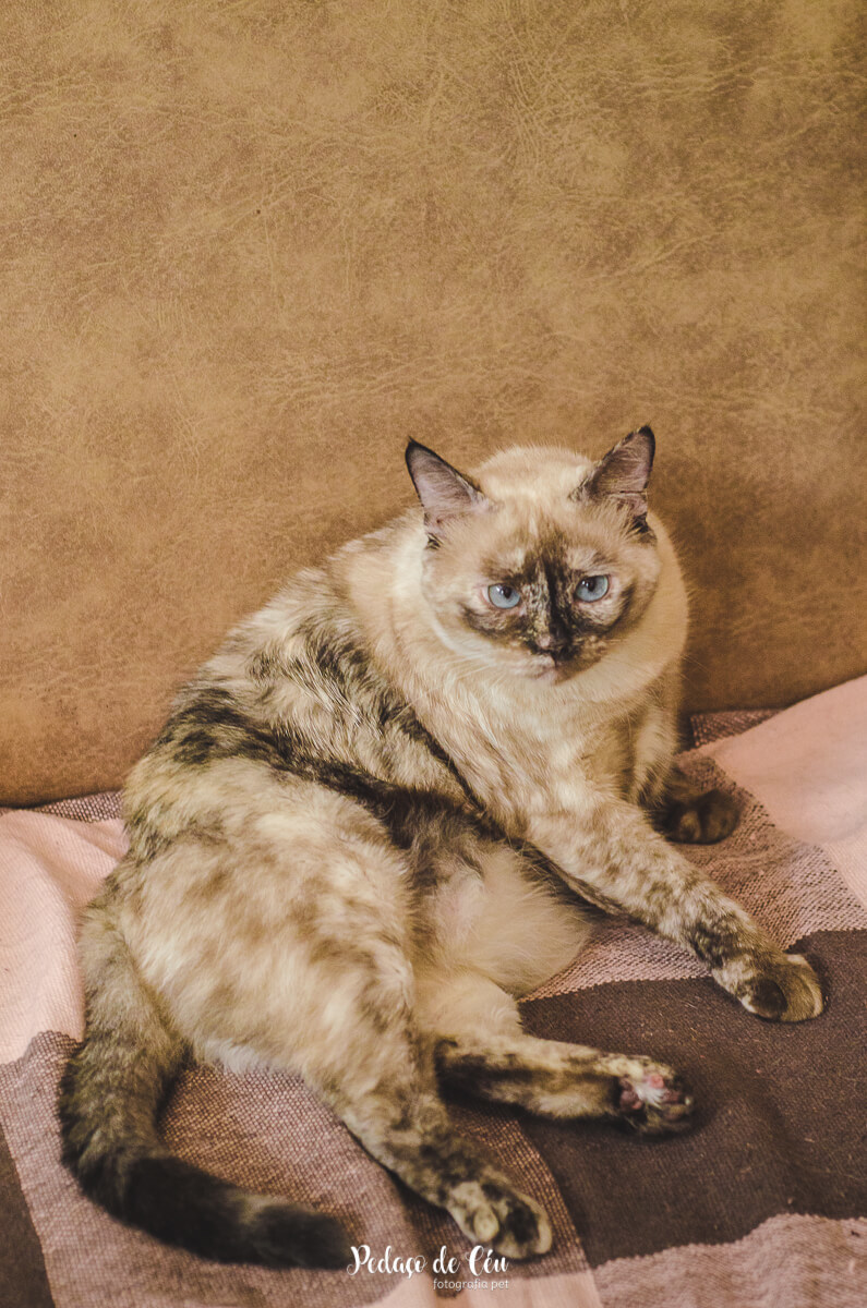 Ensaio pet em casa com gatos