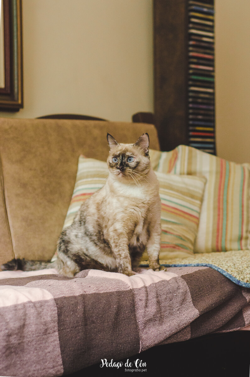 Ensaio pet em casa com gatos