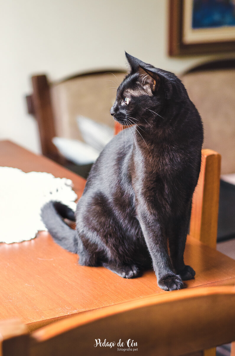 Ensaio pet em casa com gatos