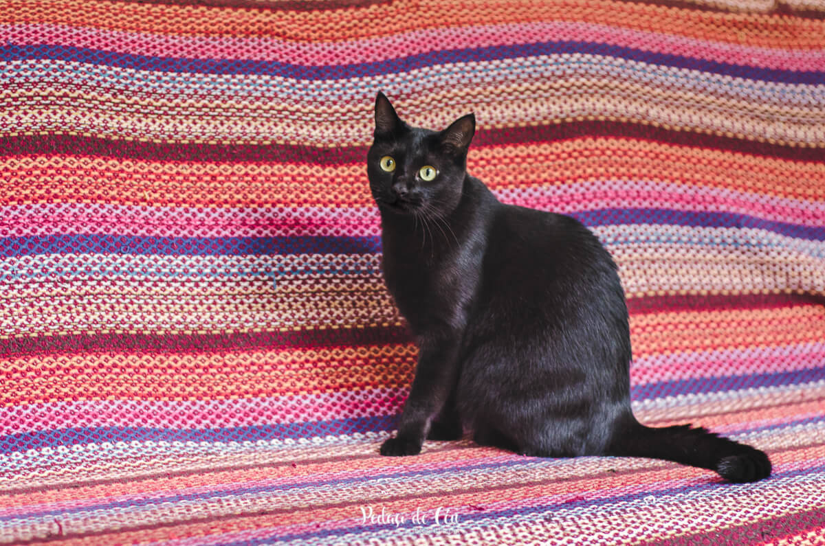 Ensaio pet em casa com gatos