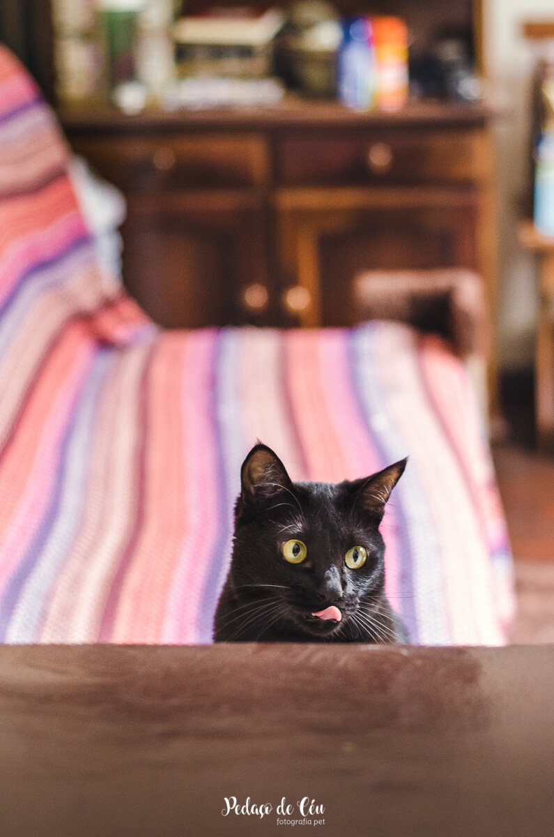 Ensaio pet em casa com gatos