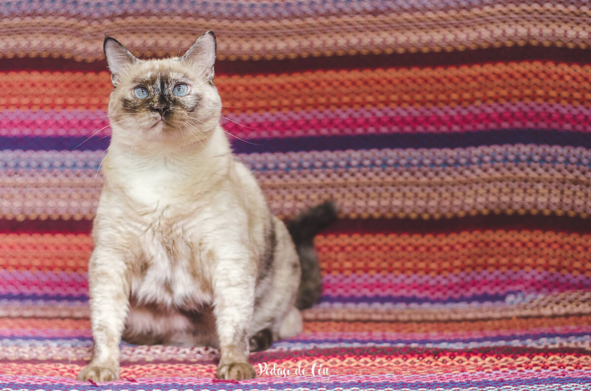 Ensaio pet em casa com gatos