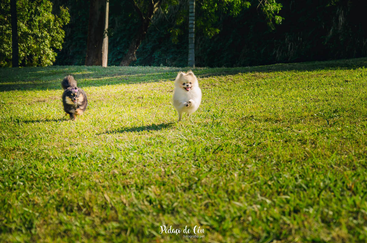 Ensaio pet família na quinta da boa vista rio de janeiro