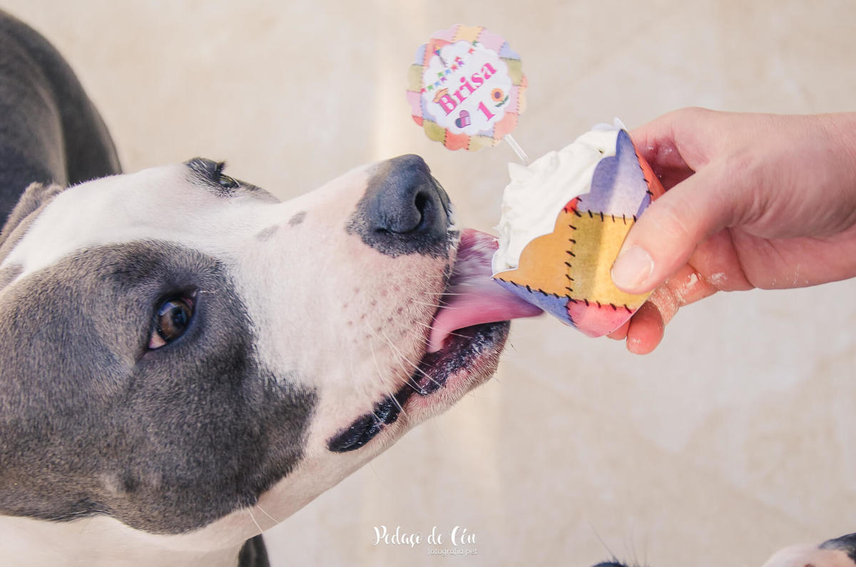 Festa pet aniversário 1 ano