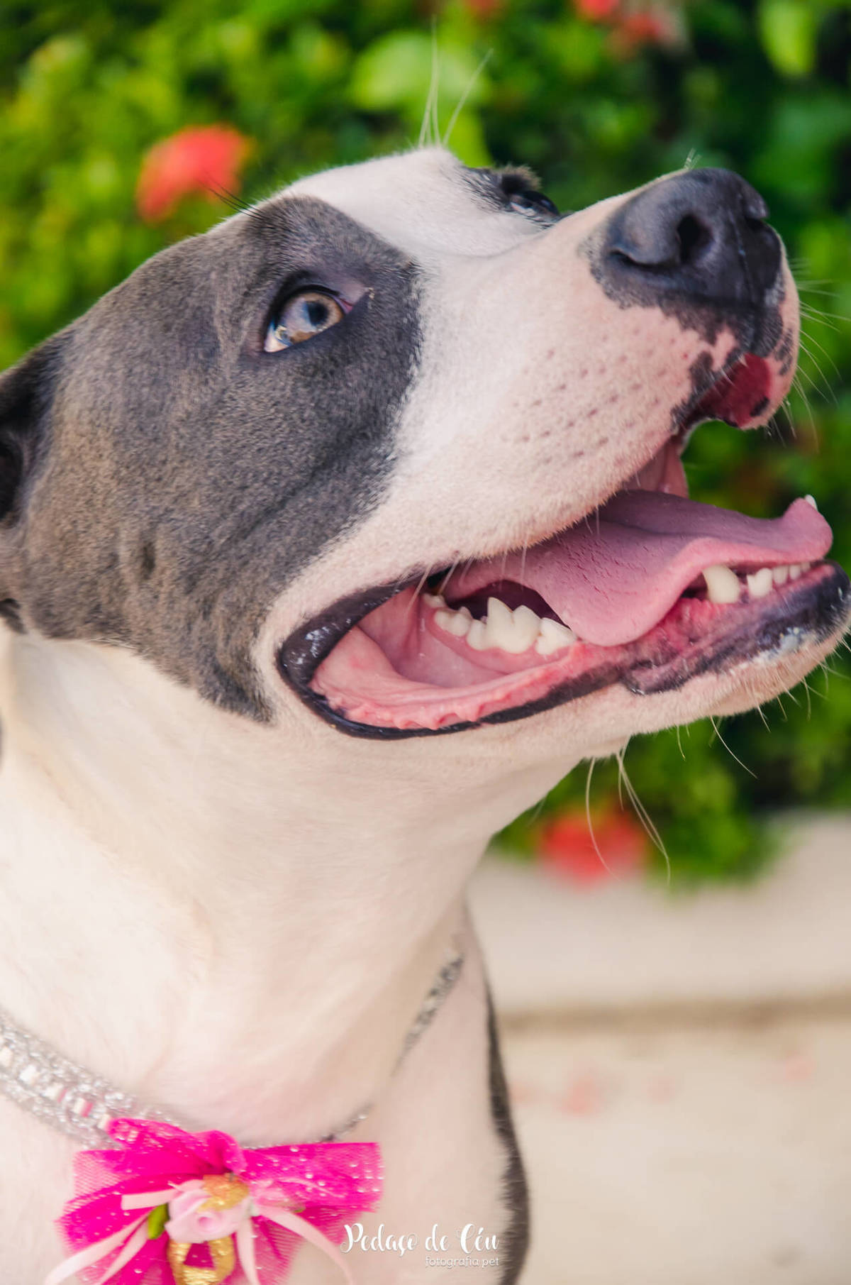 Festa pet aniversário 1 ano