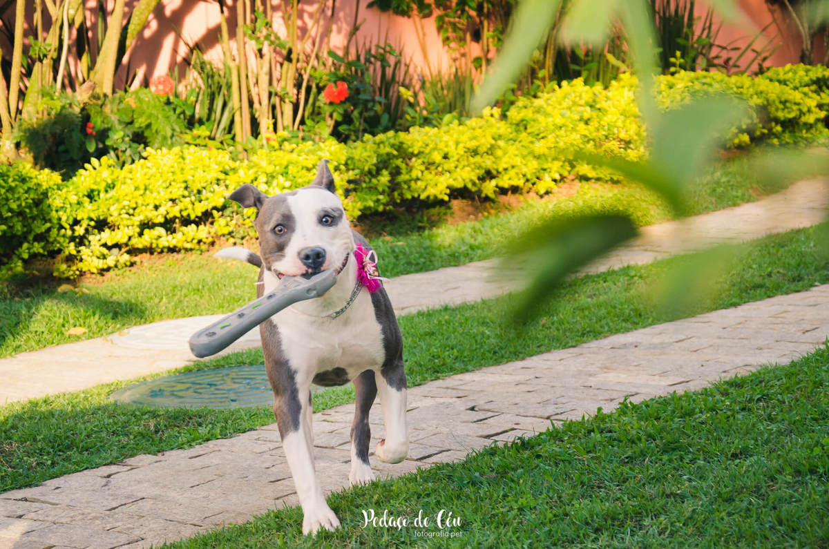 Festa pet aniversário 1 ano