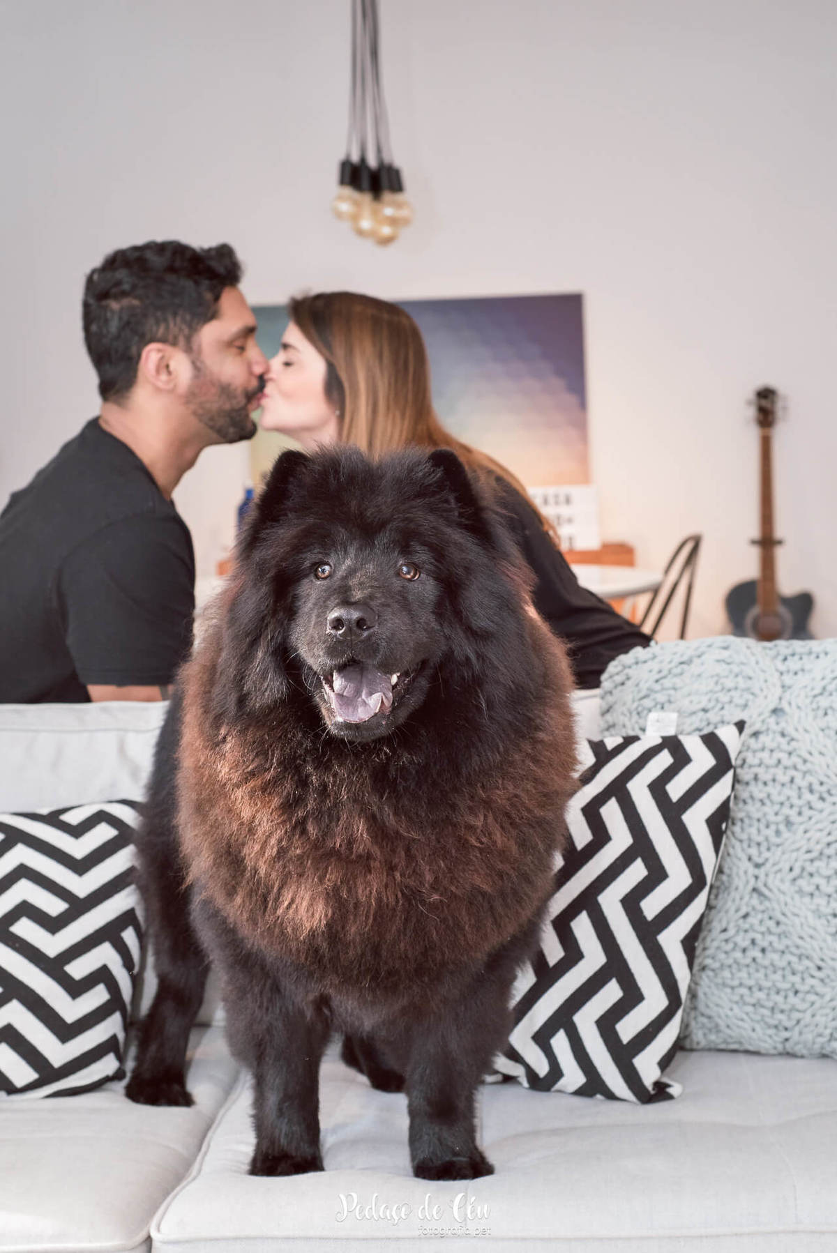 Ensaio pet indoor Lobo