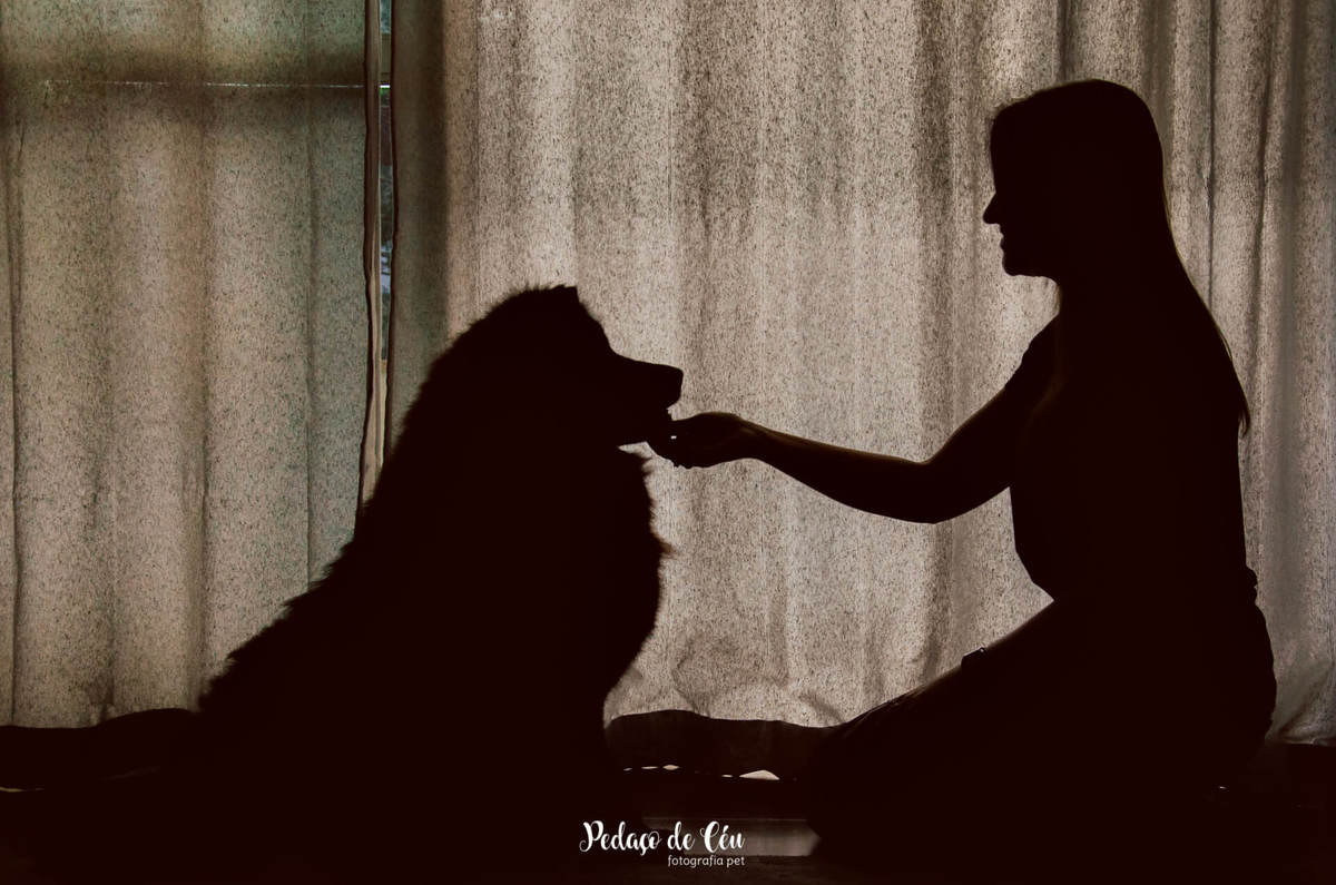 Ensaio pet indoor Lobo