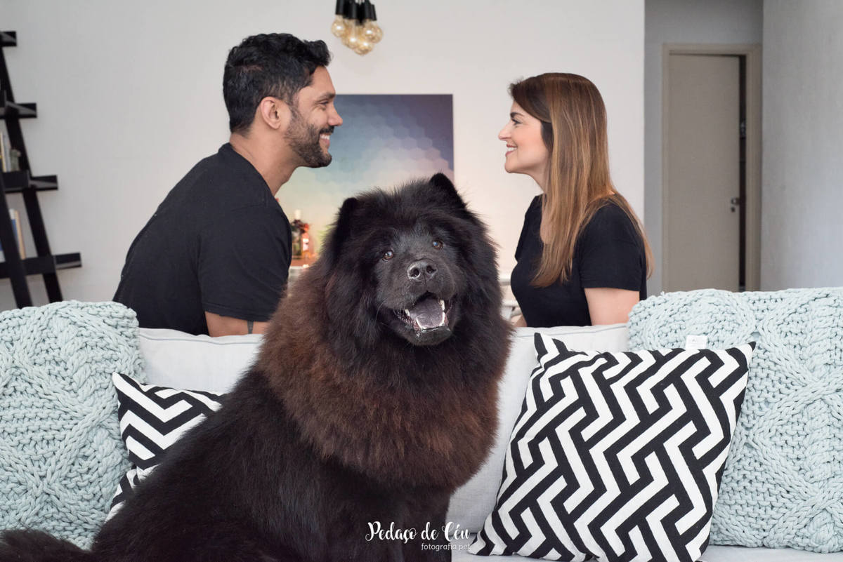 Ensaio pet indoor Lobo