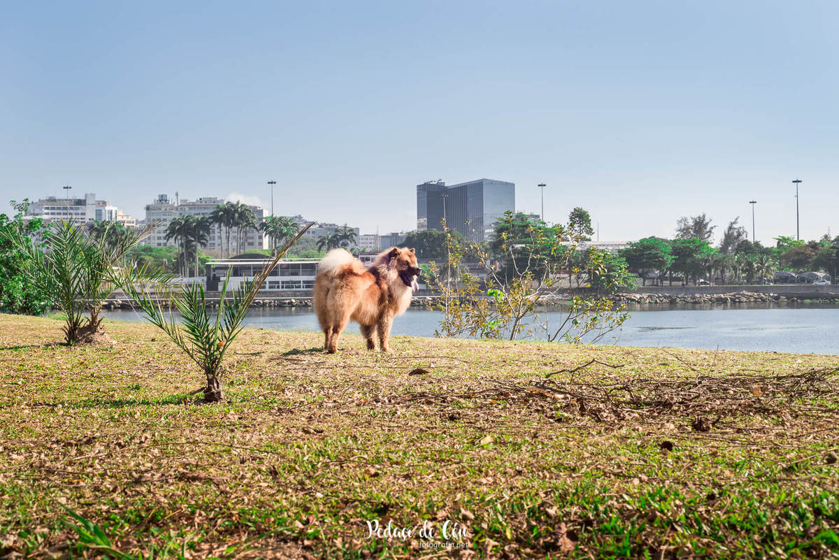 Ensaio pet na Marina da Glória