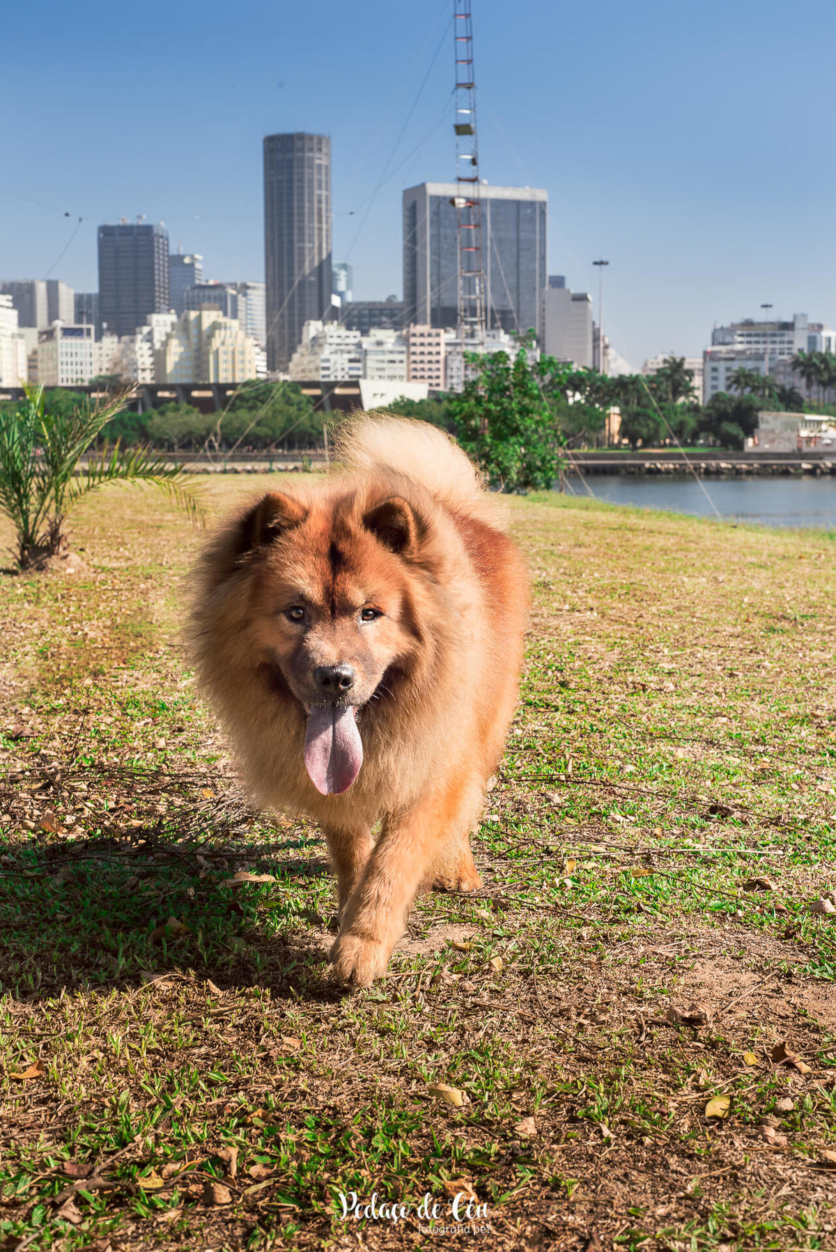 Ensaio pet na Marina da Glória