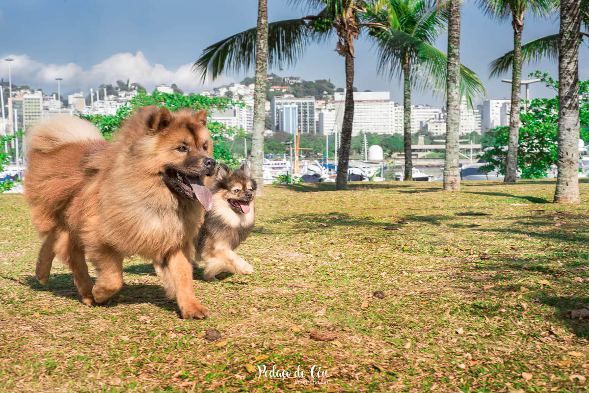 Ensaio pet na Marina da Glória