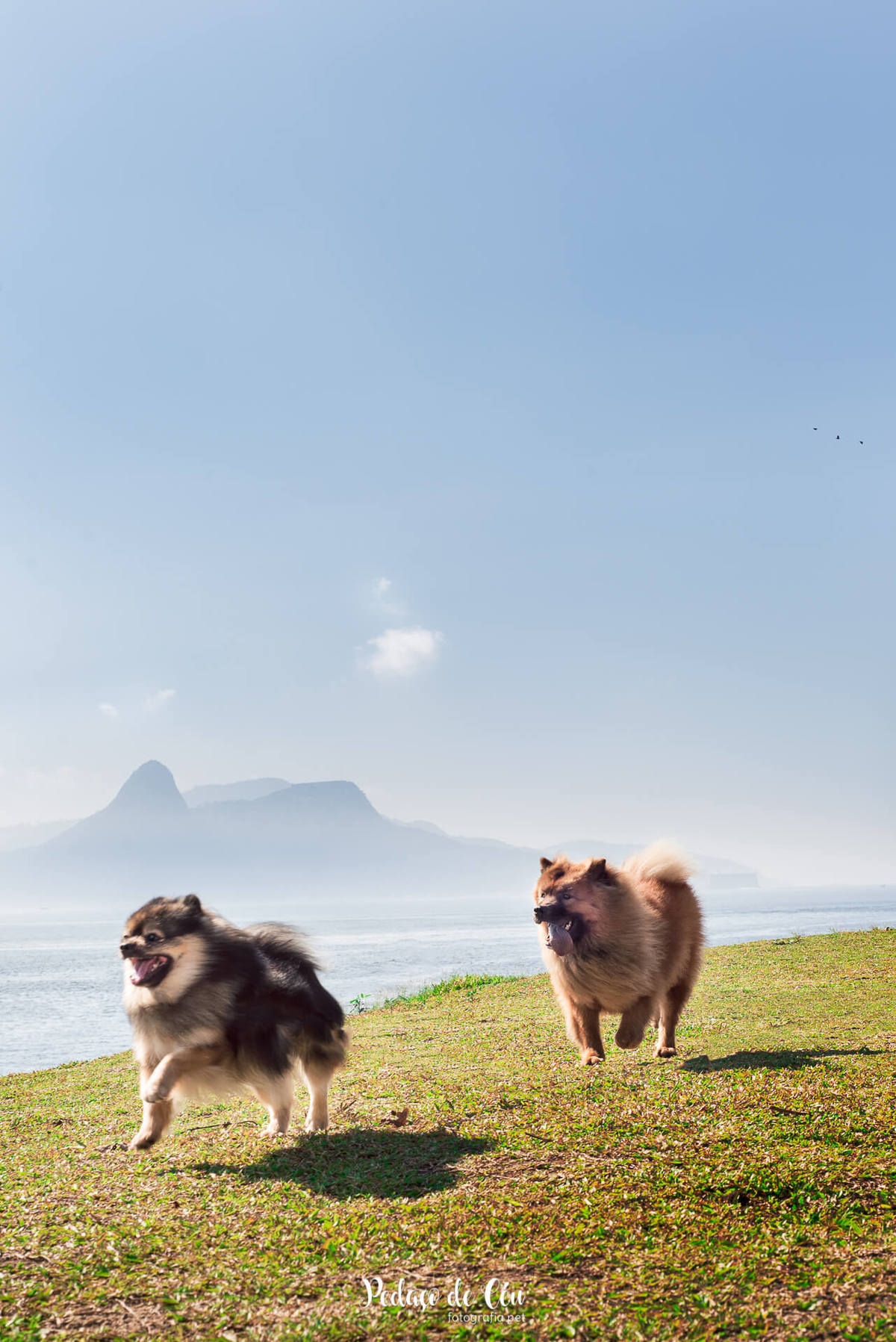 Ensaio pet na Marina da Glória