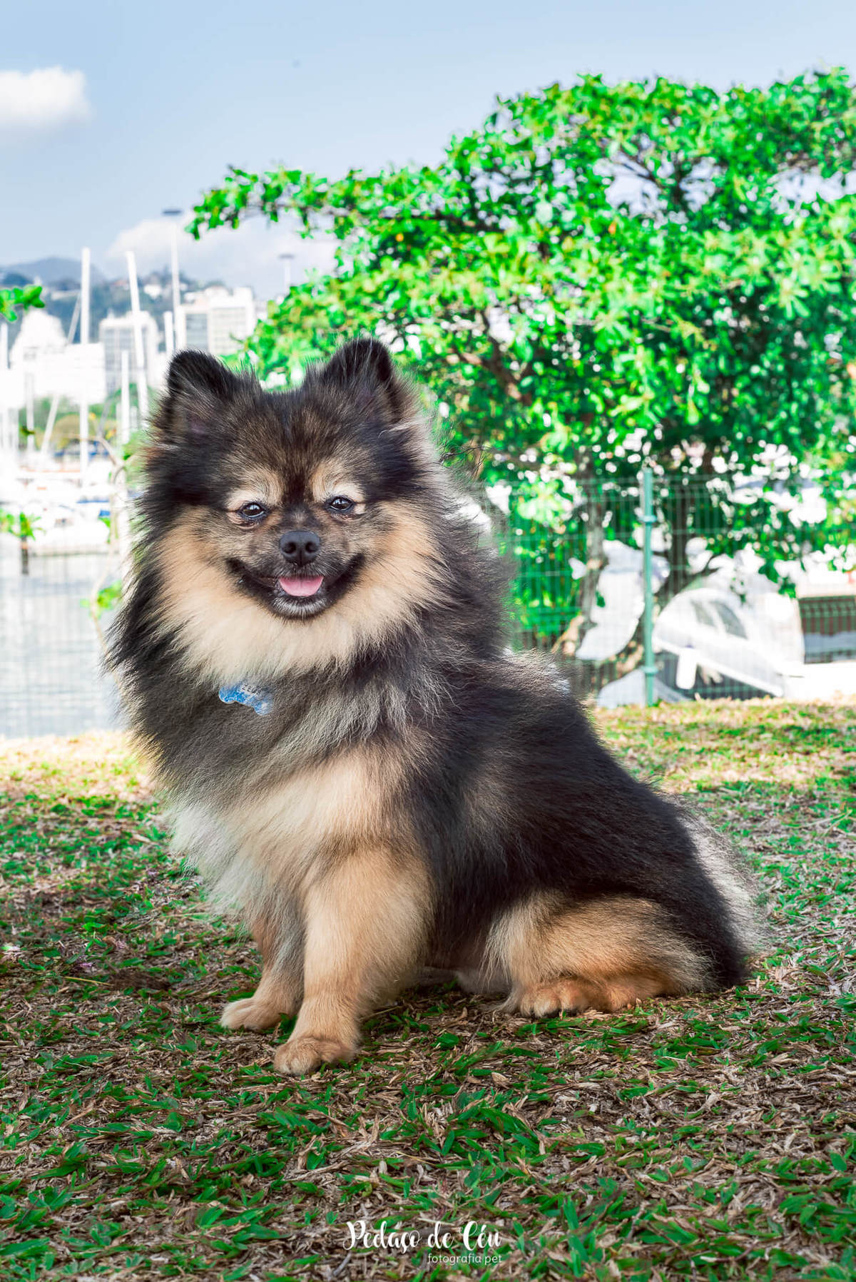Ensaio pet na Marina da Glória