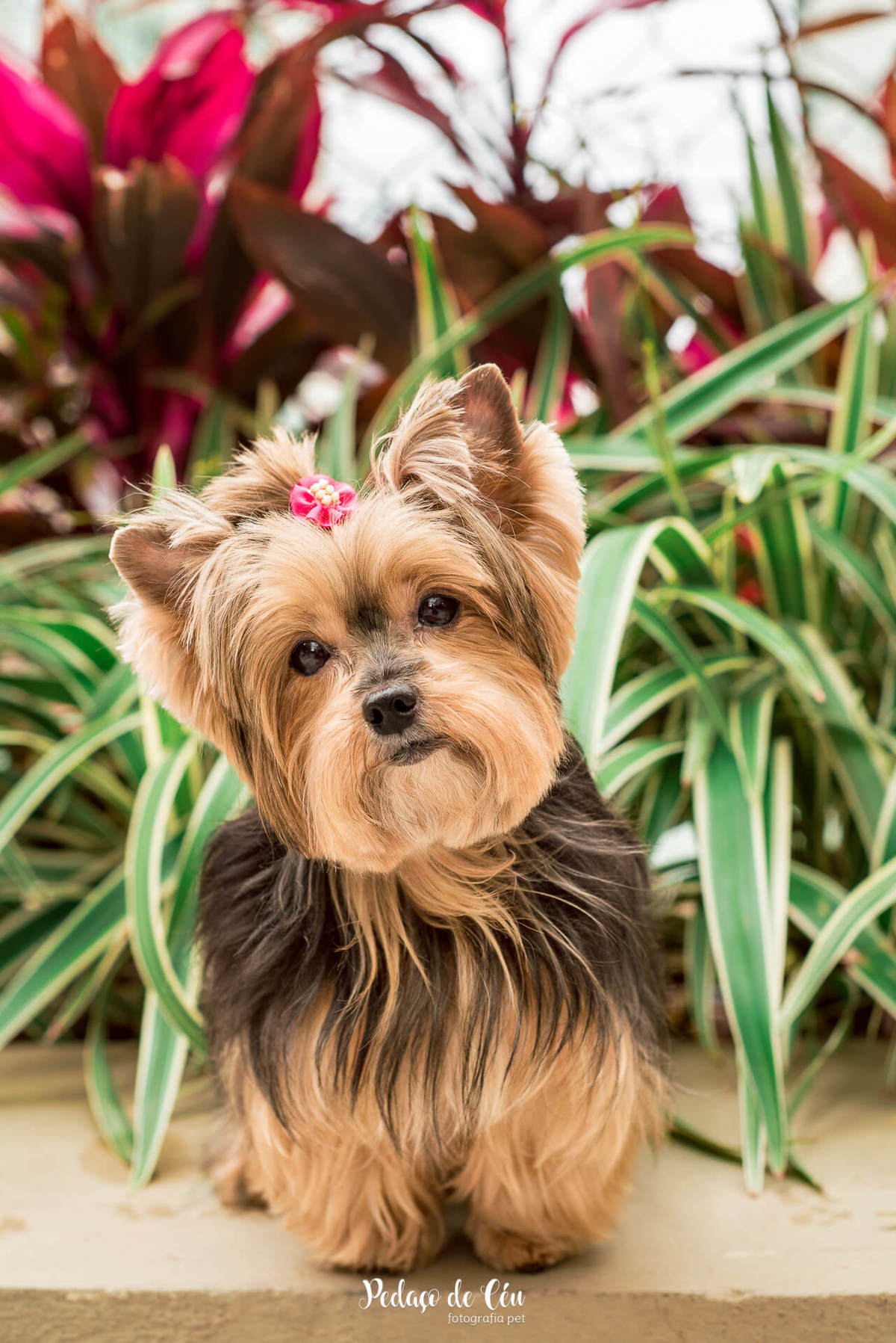 Ensaio Pet no condomínio Belinha