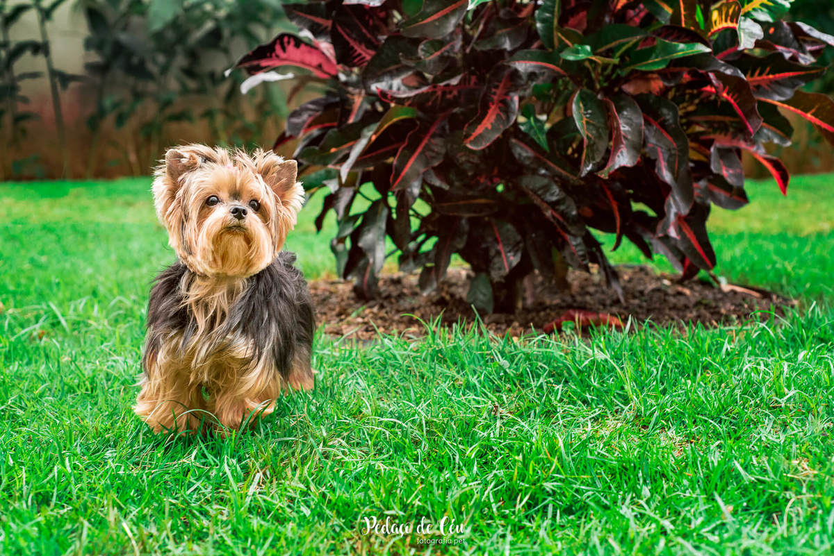 Ensaio Pet no condomínio Belinha