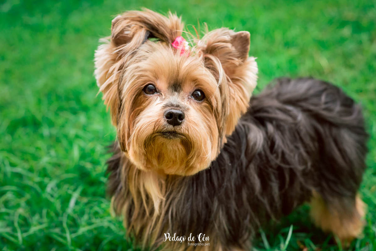 Ensaio Pet no condomínio Belinha