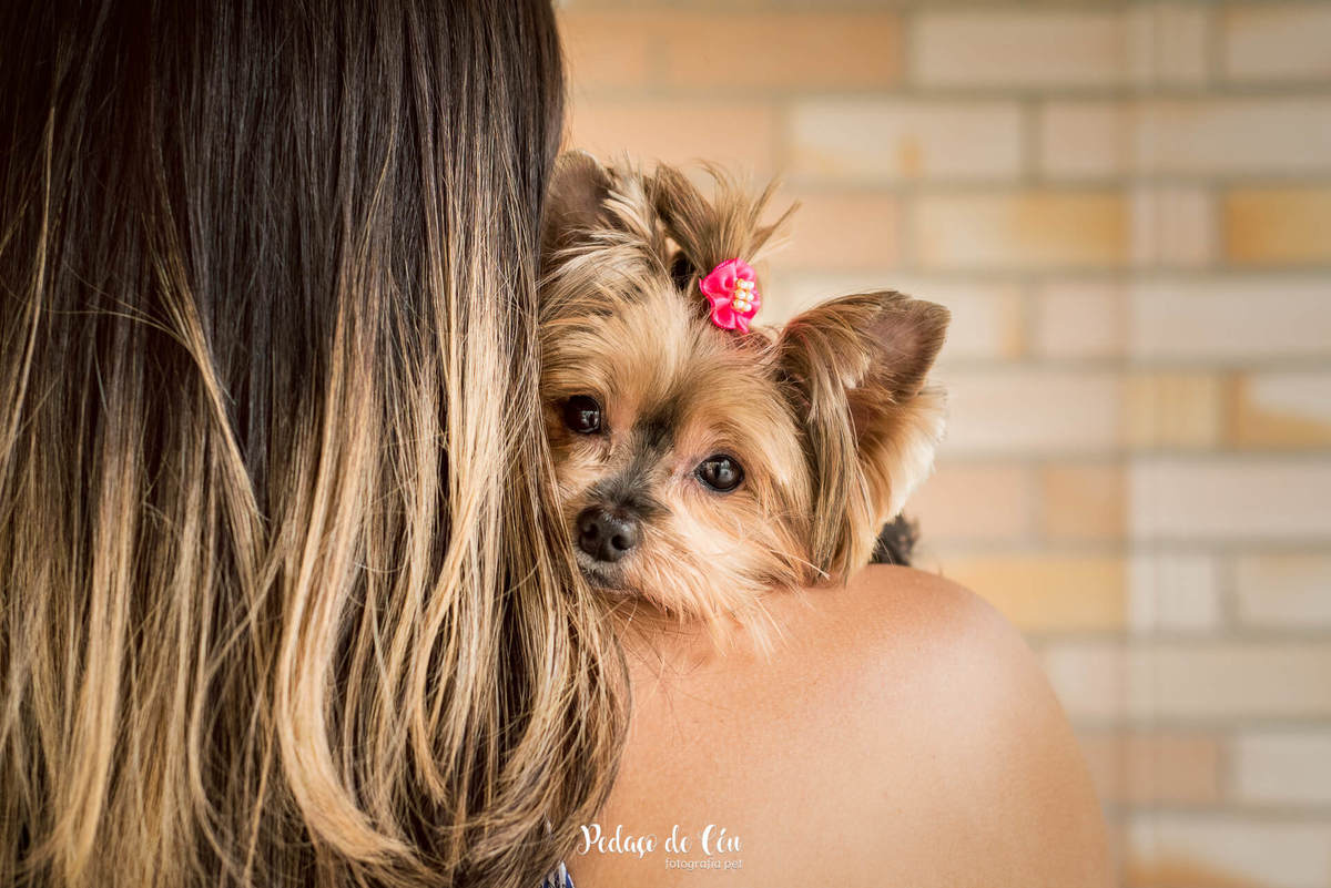 Ensaio Pet no condomínio Belinha