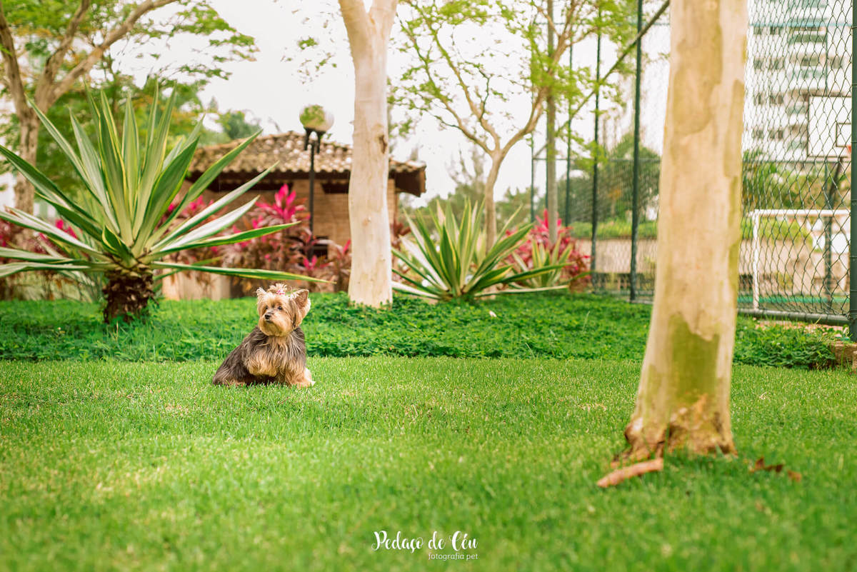 Ensaio Pet no condomínio Belinha